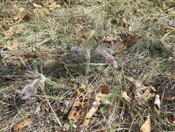 Imagem de Pulsatilla cernua (Thunb.) Bercht. & Presl