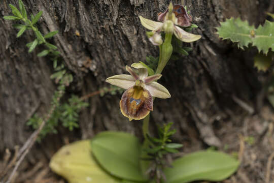 Image of Ophrys argolica subsp. lucis (Kalteisen & H. R. Reinhard) H. A. Pedersen & Faurh.