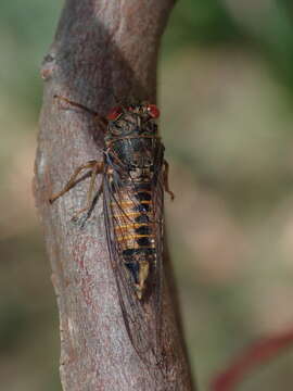 Image of Yoyetta fluviatilis Emery, Emery & Popple 2015