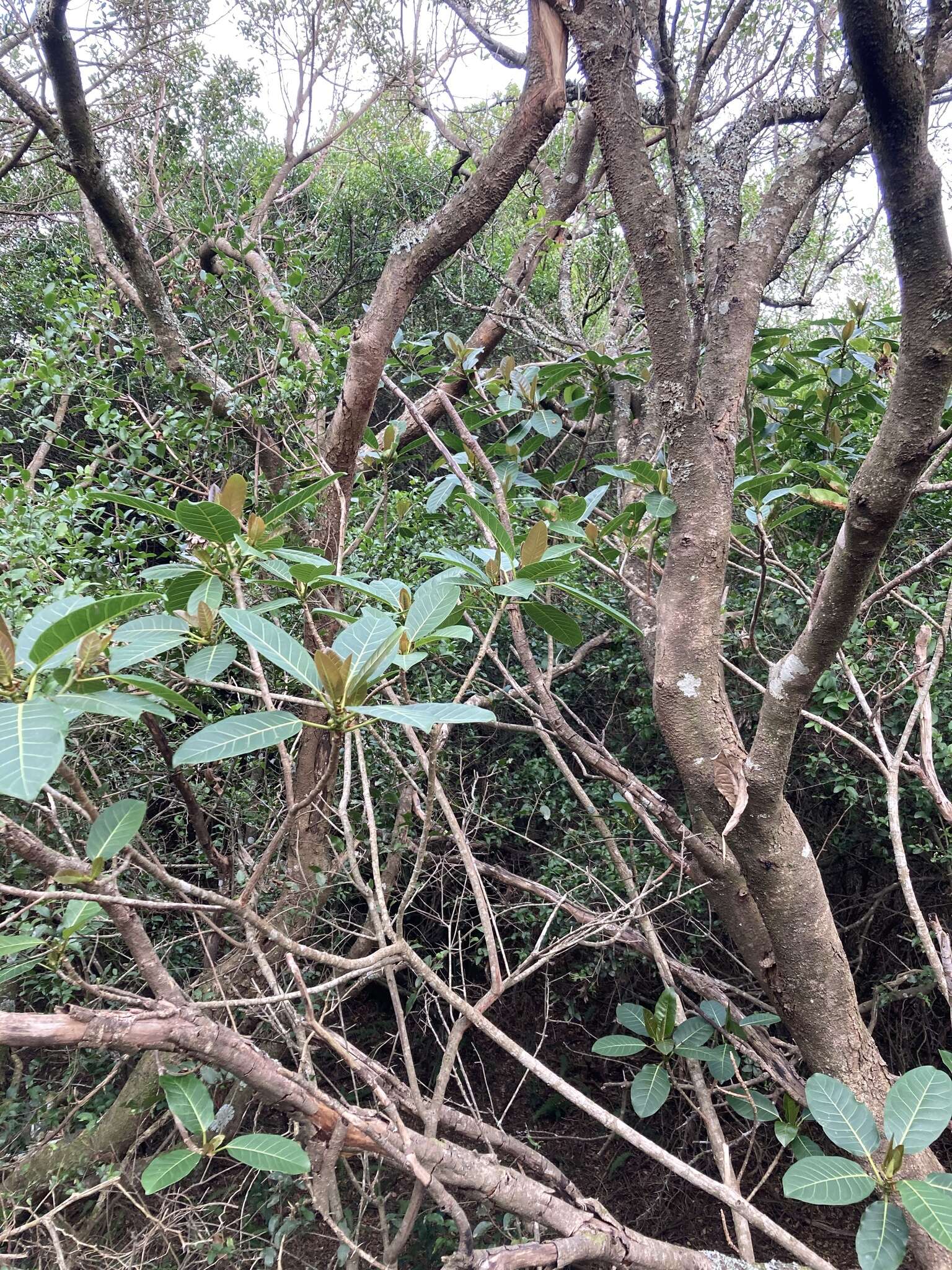 Image of Ficus luschnathiana (Miq.) Miq.