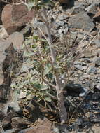 Image of Chrozophora oblongifolia (Delile) A. Juss. ex Spreng.