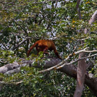 Image of Guianan Red Howler Monkey