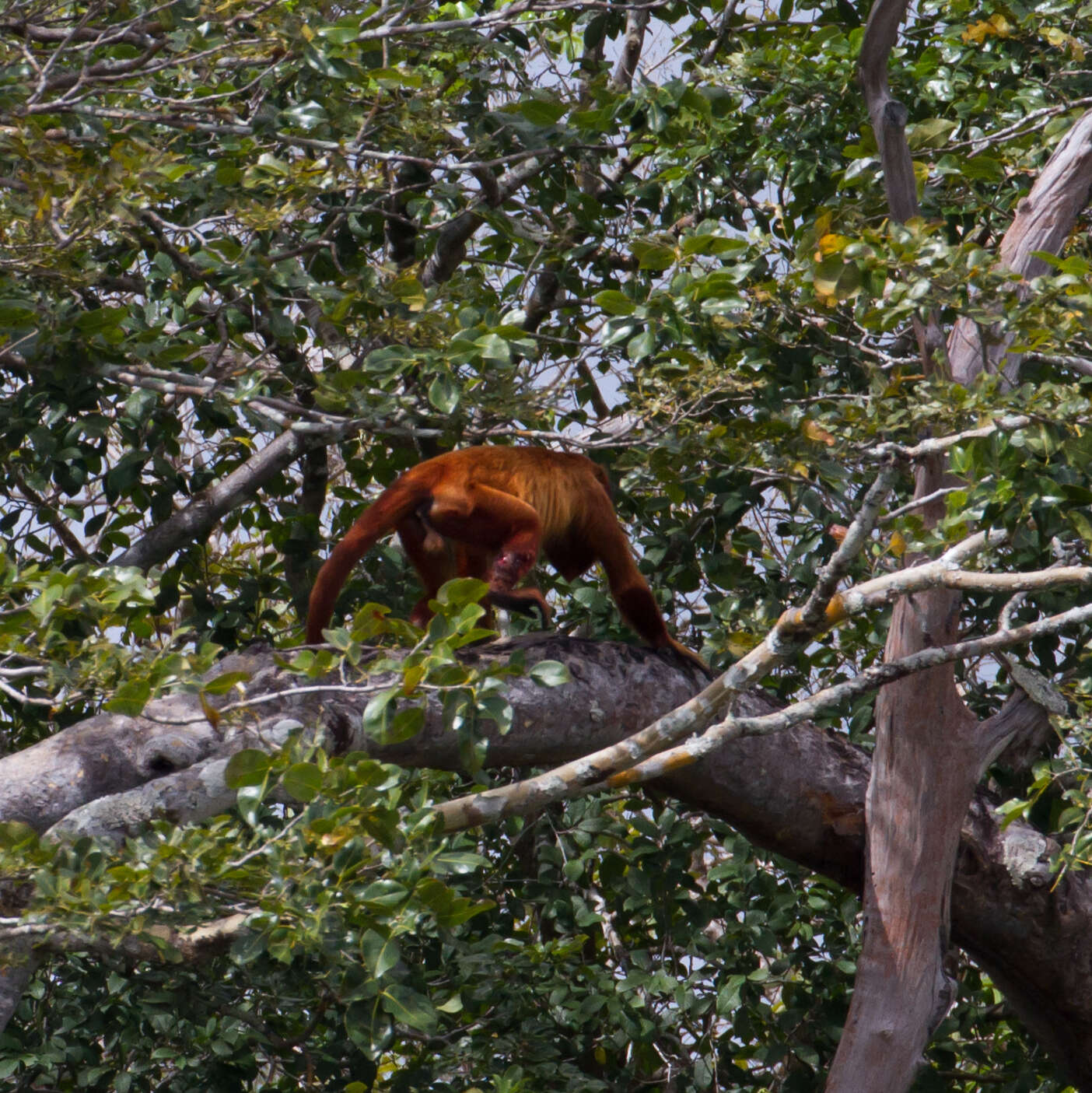 Image of Guianan Red Howler Monkey