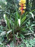 Image of Guzmania weberbaueri Mez