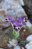 Image of Lapeirousia dolomitica subsp. dolomitica