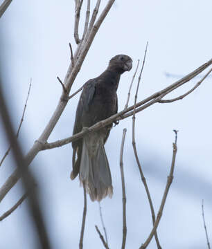Image of Black Parrot