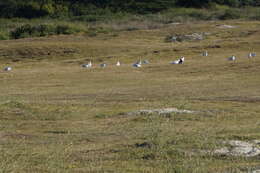 Image of Mediterranean Gull