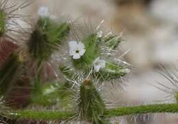 Image of Clokey's cryptantha