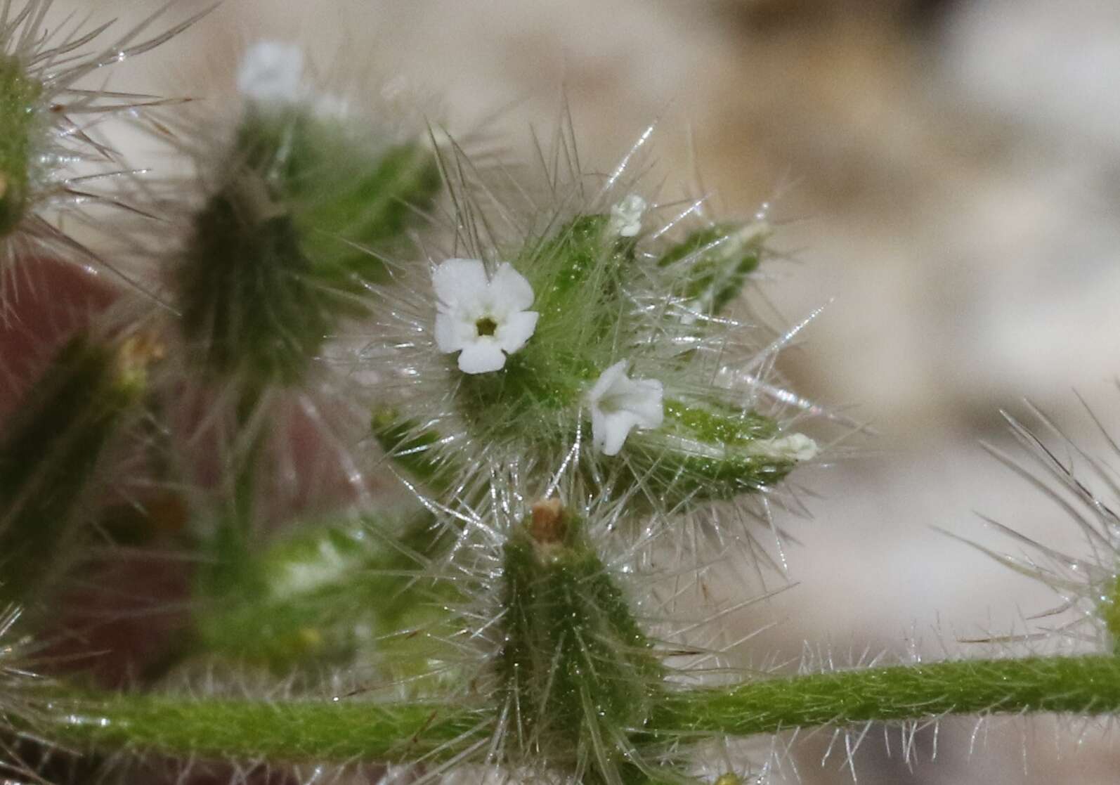 Image of Clokey's cryptantha