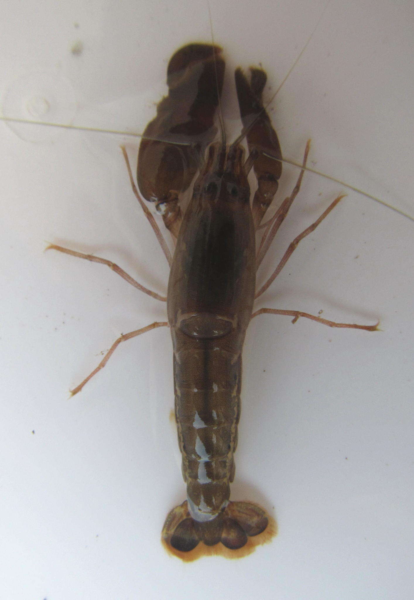 Image of brownbar snapping shrimp