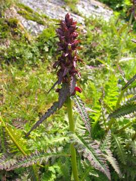 Imagem de Pedicularis recutita L.