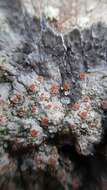 Image of degelia lichen