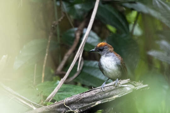 Image of Fire-crested Alethe