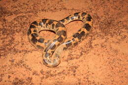 Image of Müller’s sand boa