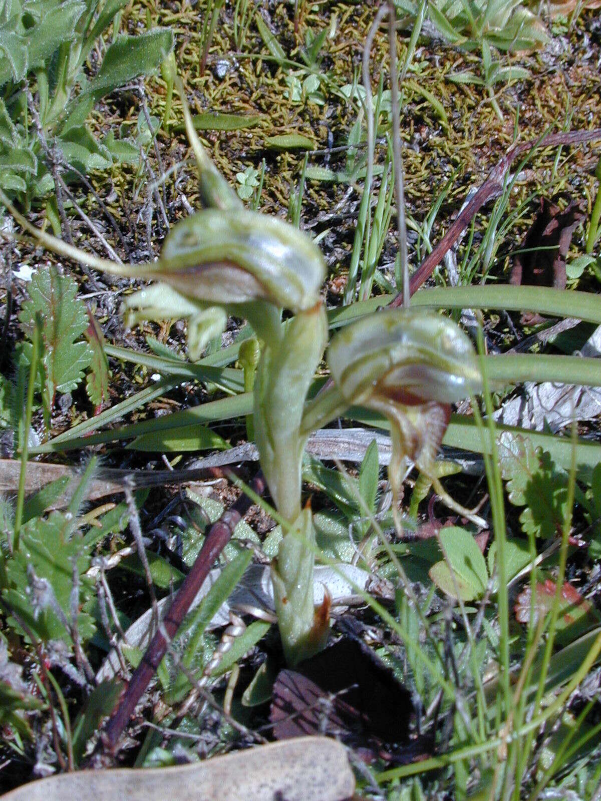 Image of Pterostylis arenicola M. A. Clem. & J. Stewart