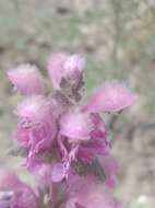 Image of Lamium orientale (Fisch. & C. A. Mey.) E. H. L. Krause