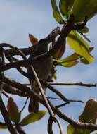 Image of Mangrove Honeyeater