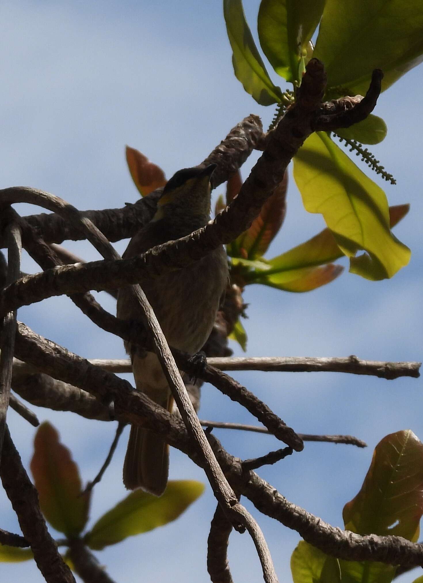 Image of Mangrove Honeyeater