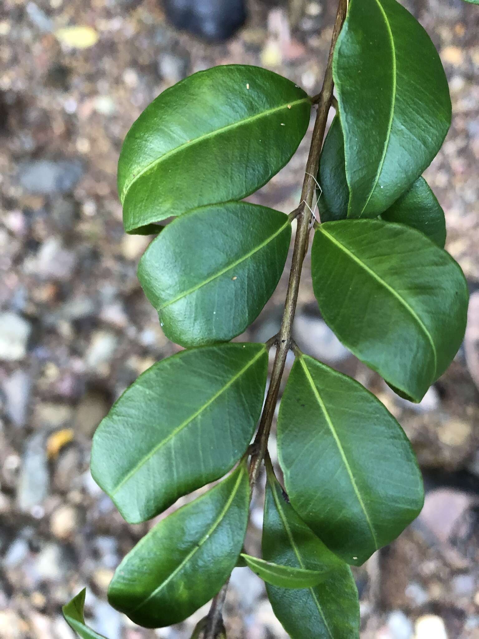 صورة Backhousia myrtifolia Hook. & Harv.