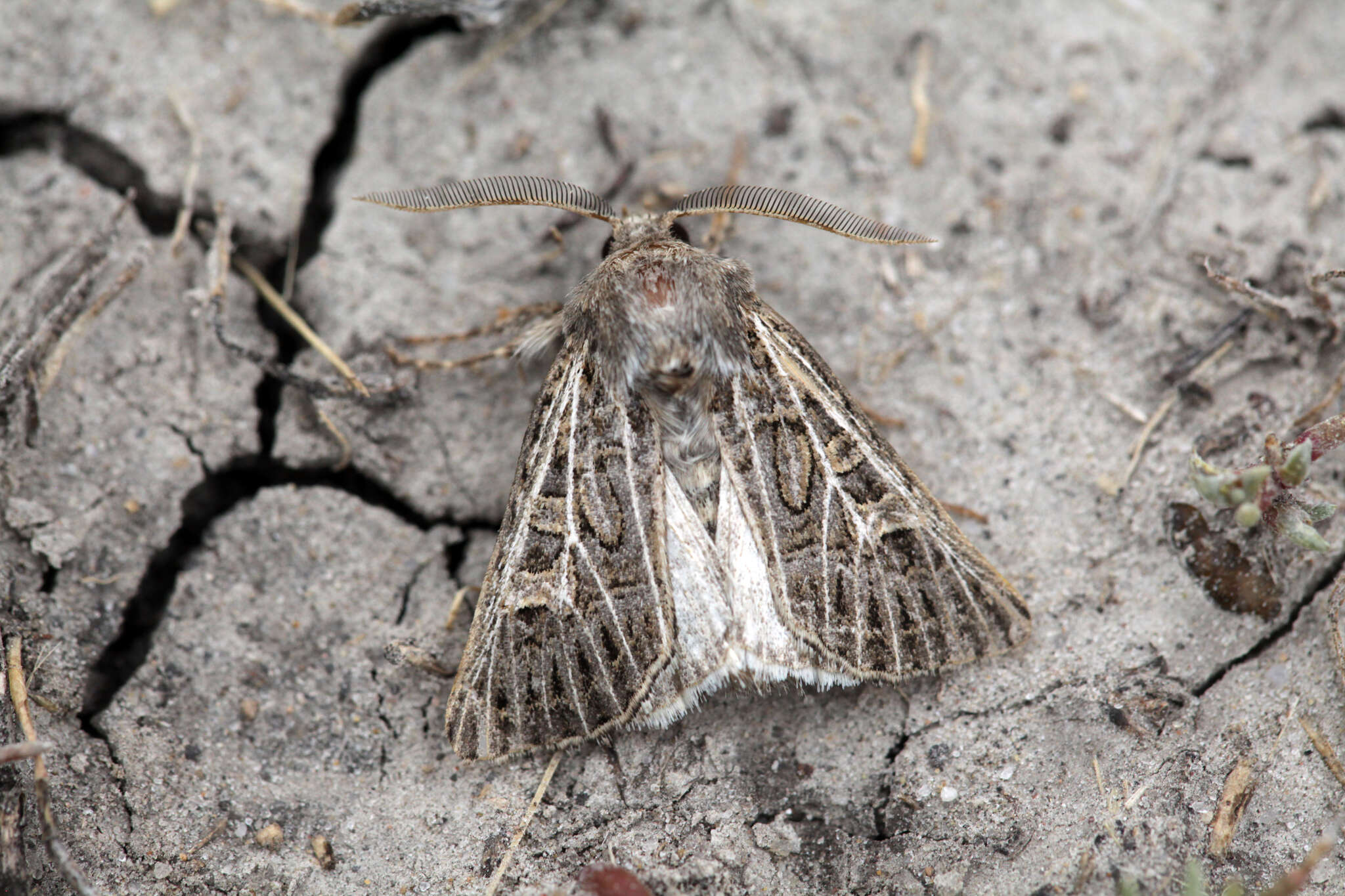 Image of Tholera hilaris Staudinger 1901