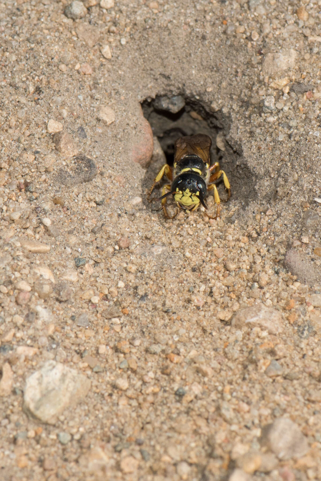 Imagem de Philanthus sanbornii Cresson 1865