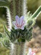 Echium glomeratum Poir.的圖片