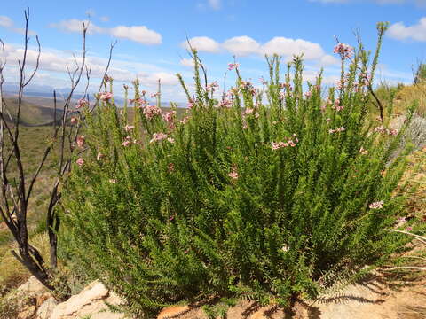 Image of Freylinia densiflora Benth.