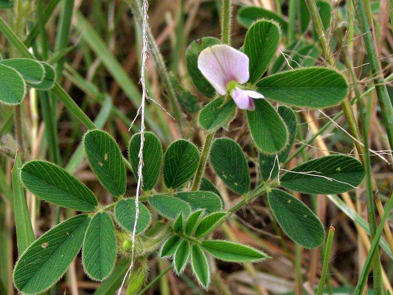 Image of Tephrosia pumila var. pumila