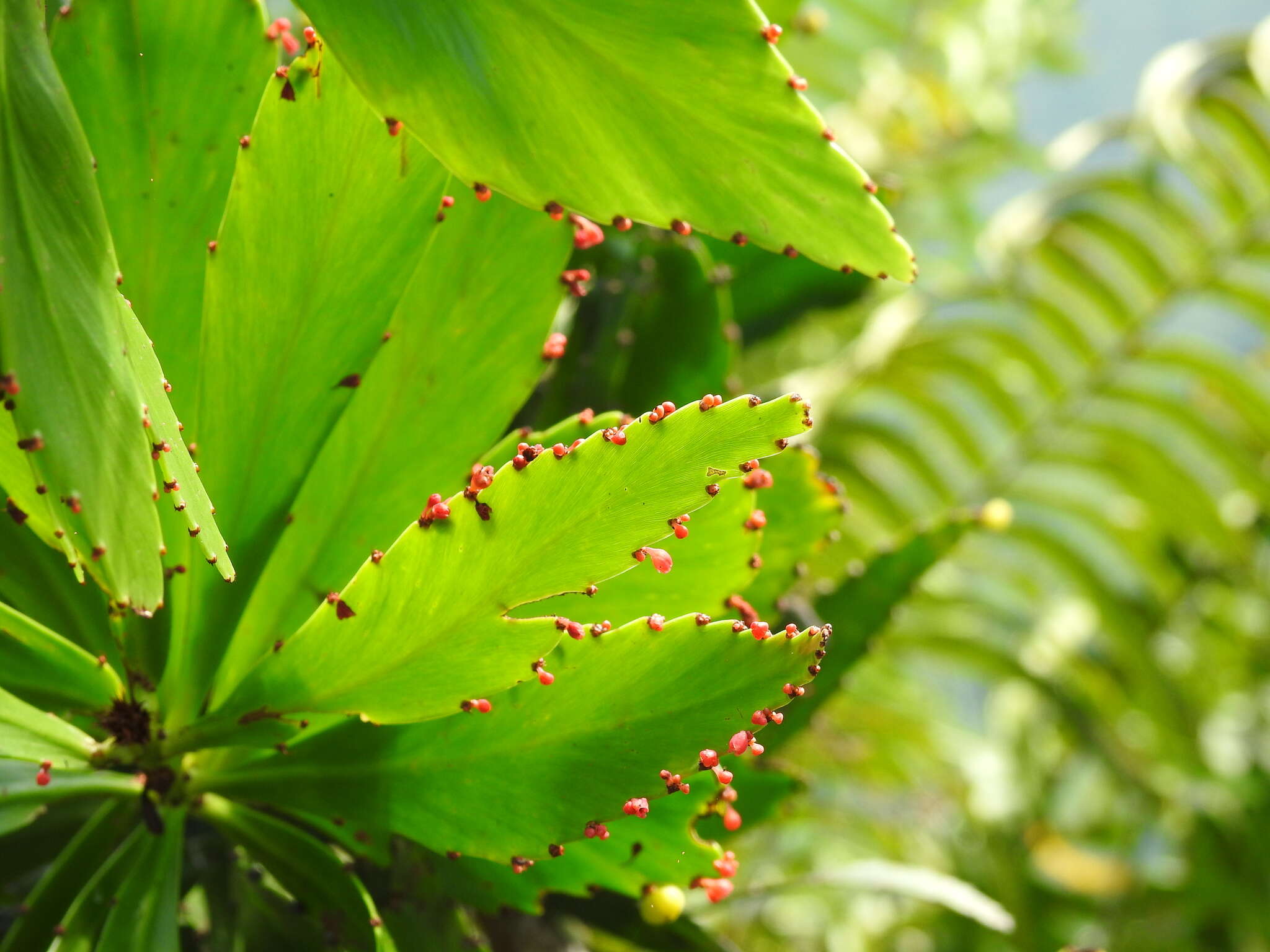 Слика од Phyllanthus epiphyllanthus L.