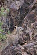 Image of Arabian Partridge