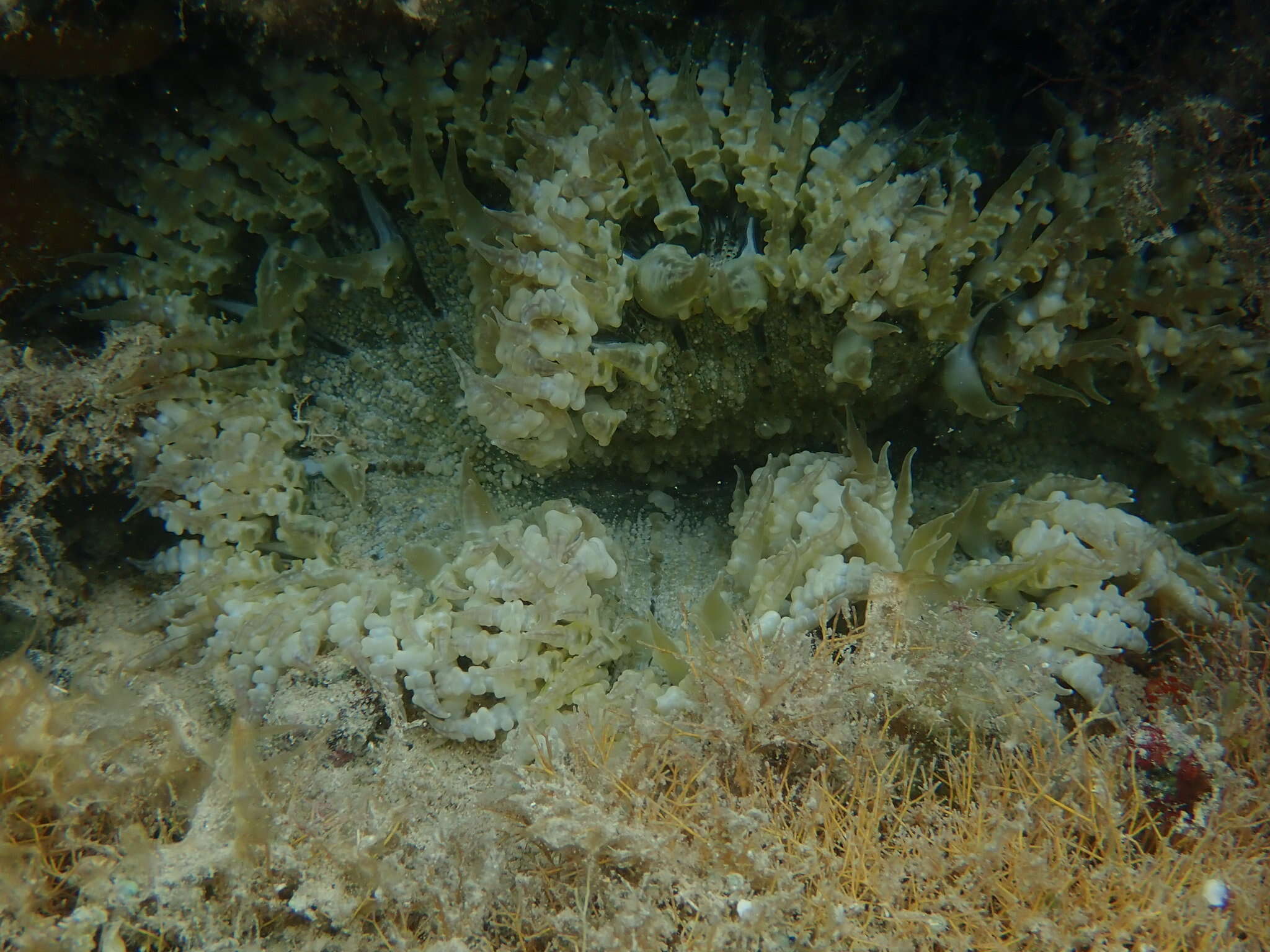 Image of beaded anemone