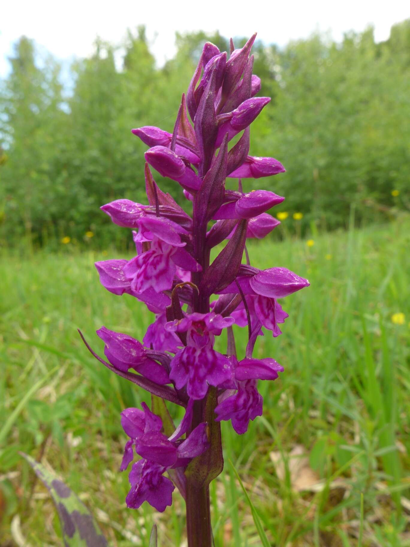 Image of Western Marsh-orchid