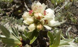 Image of Pyrus salicifolia Pall.