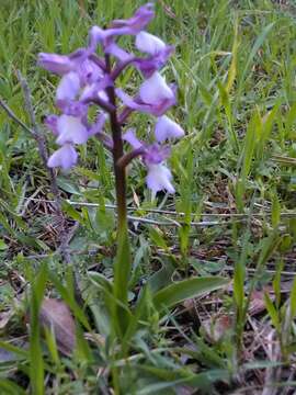 Image of Anacamptis morio subsp. syriaca (E. G. Camus) H. Kretzschmar, Eccarius & H. Dietr.