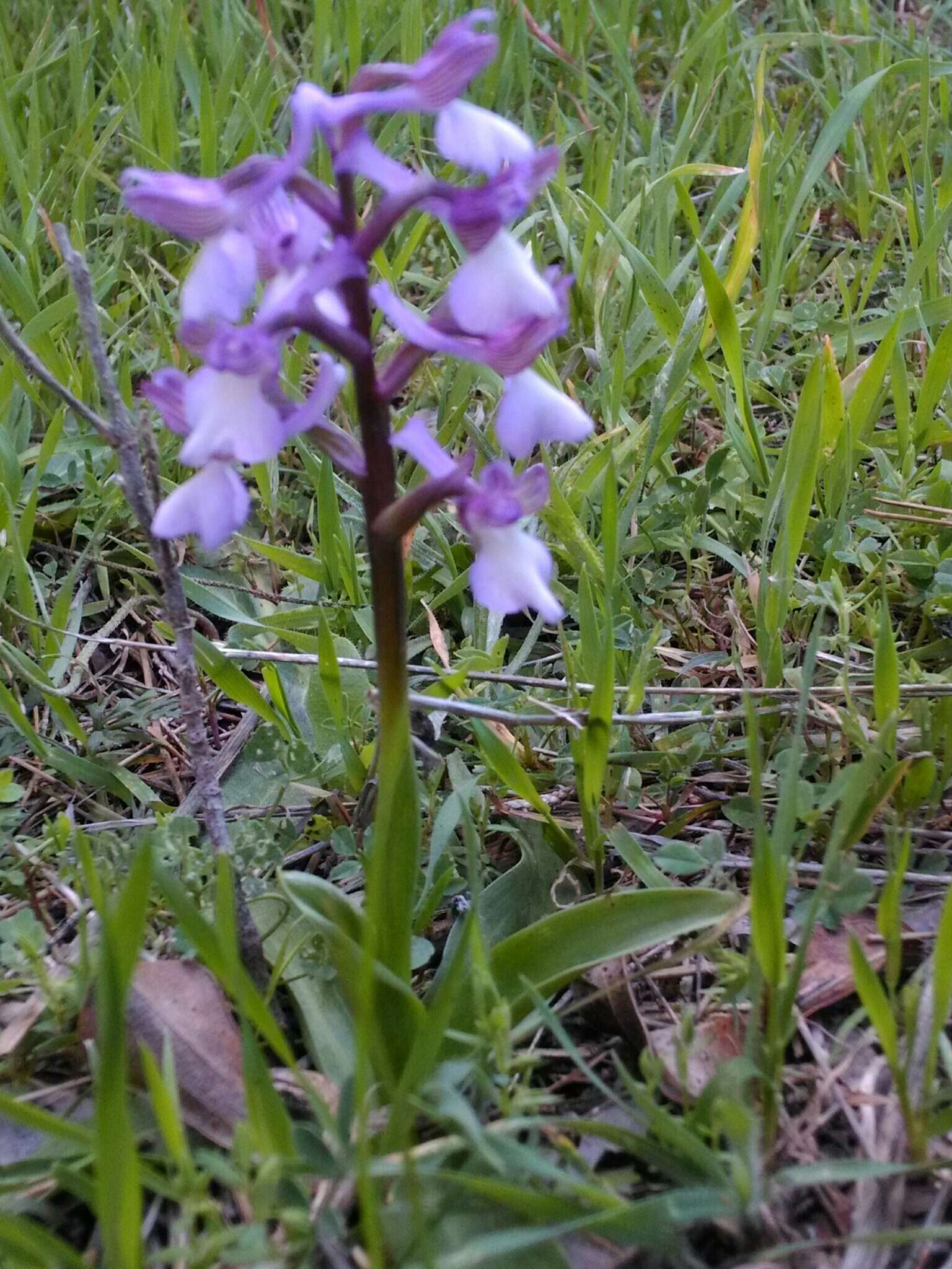 Anacamptis morio subsp. syriaca (E. G. Camus) H. Kretzschmar, Eccarius & H. Dietr.的圖片