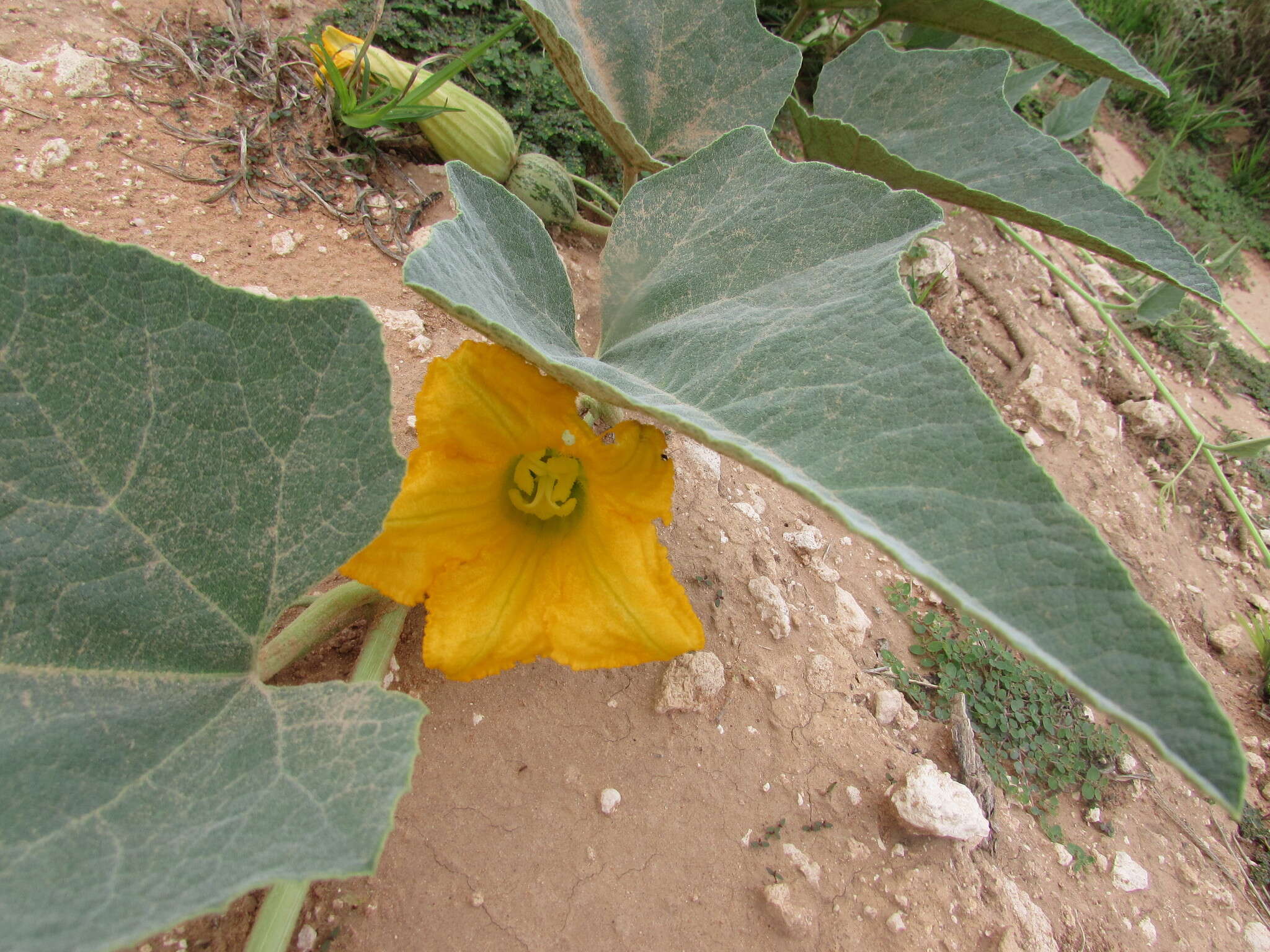 Слика од Cucurbita foetidissima Kunth