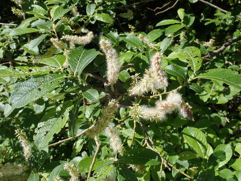 Image of Salix appendiculata Vill.