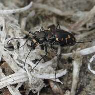 Image of <i>Cicindela <i>haemorrhagica</i></i> haemorrhagica