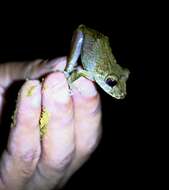 Image of Pristimantis labiosus (Lynch, Ruiz-Carranza & Ardila-Robayo 1994)