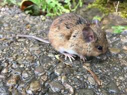 Image of Yellow-necked Field Mouse