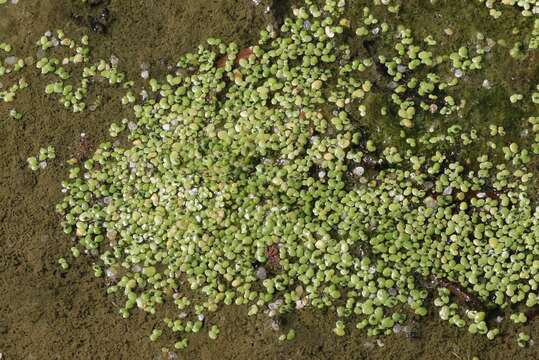 Image of Water lily aphid