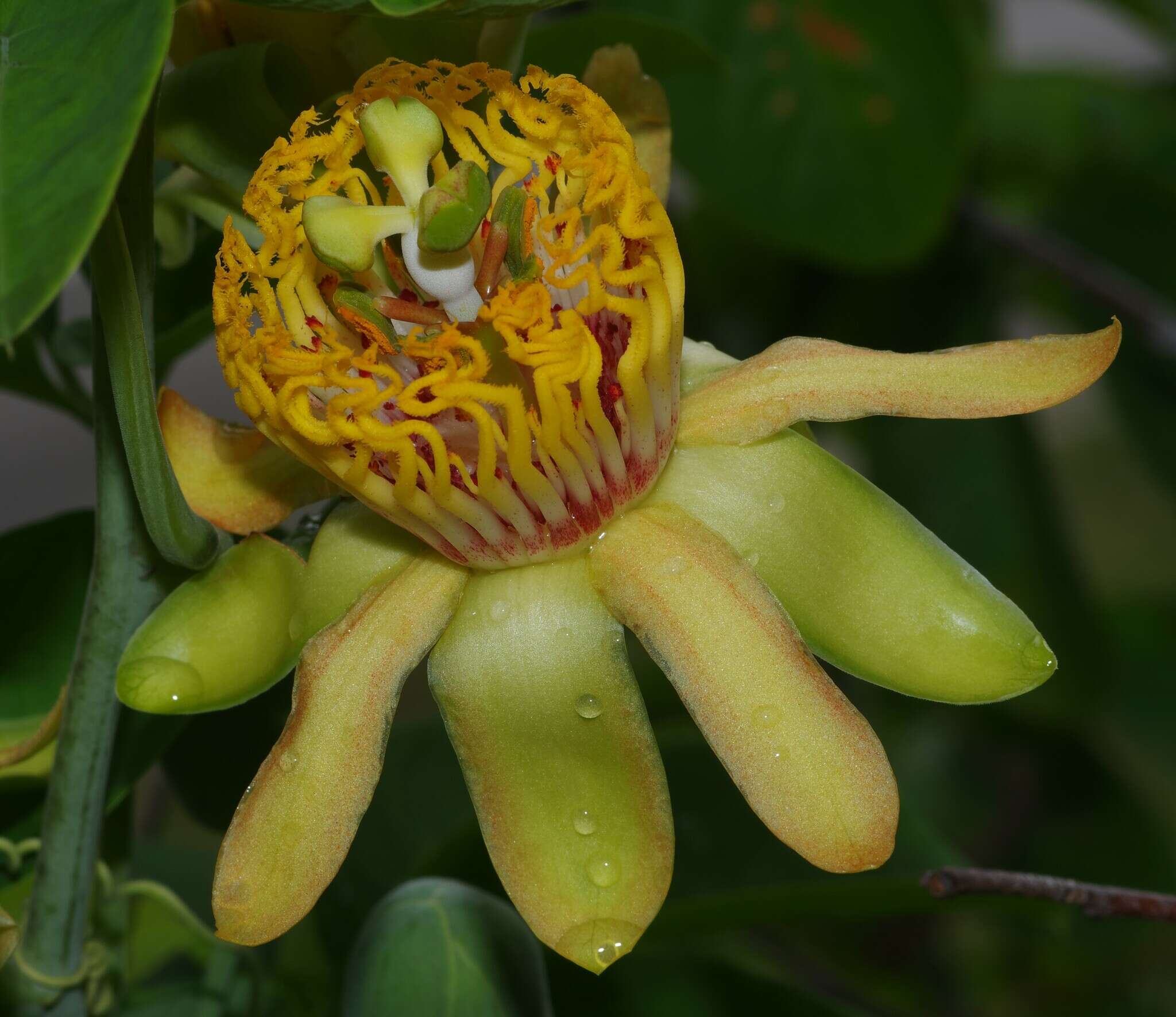 Image de Passiflora cirrhiflora A. Juss.