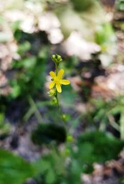 Imagem de Agrimonia microcarpa Wallr.