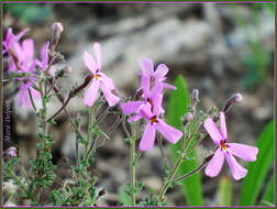 Image de Jamesbrittenia microphylla (L. fil.) O. M. Hilliard