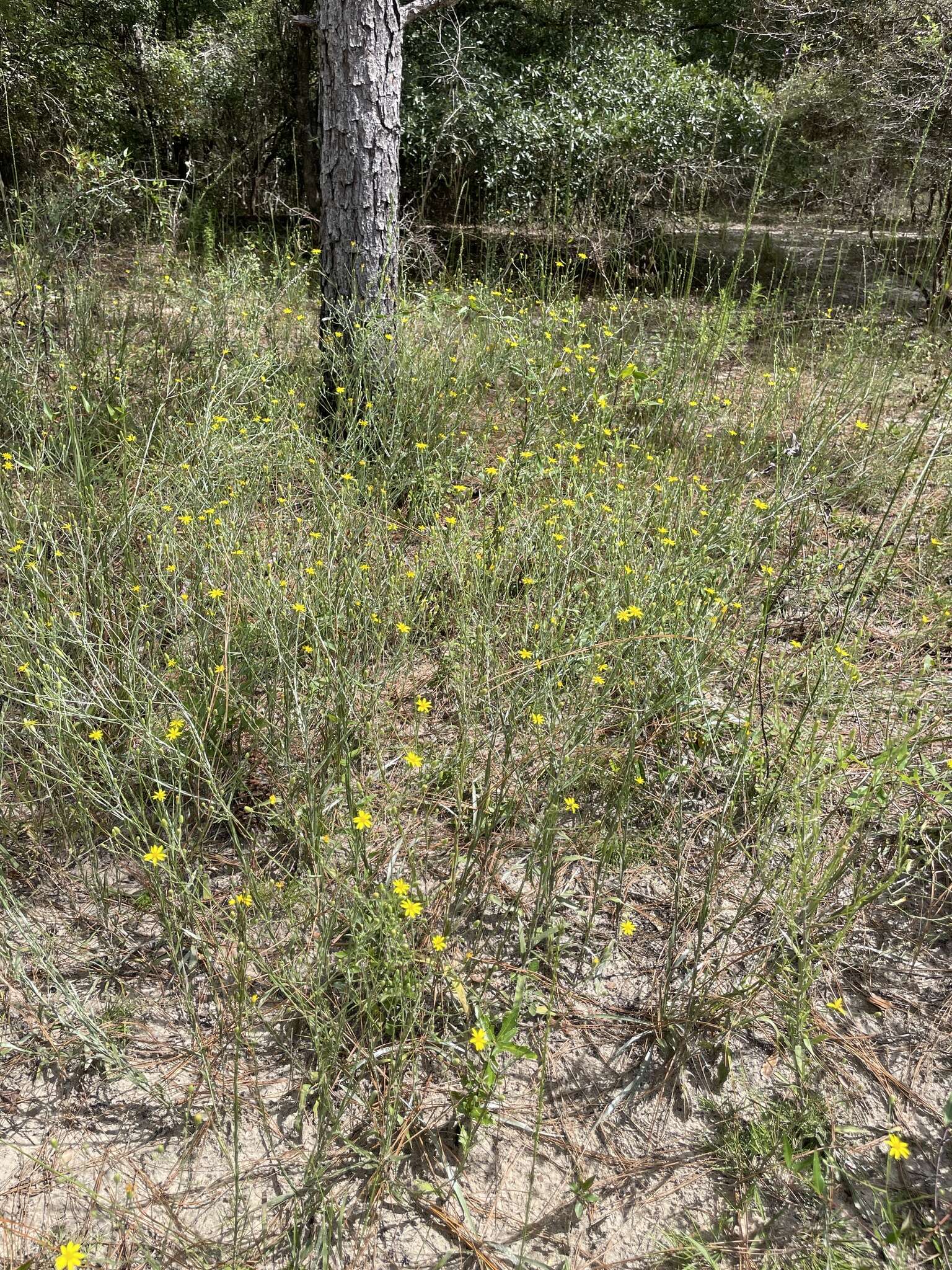 Image de <i>Pityopsis <i>graminifolia</i></i> var. graminifolia