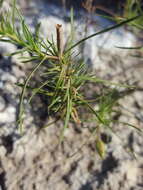 Oenothera hartwegii subsp. filifolia (Eastw.) W. L. Wagner & Hoch resmi