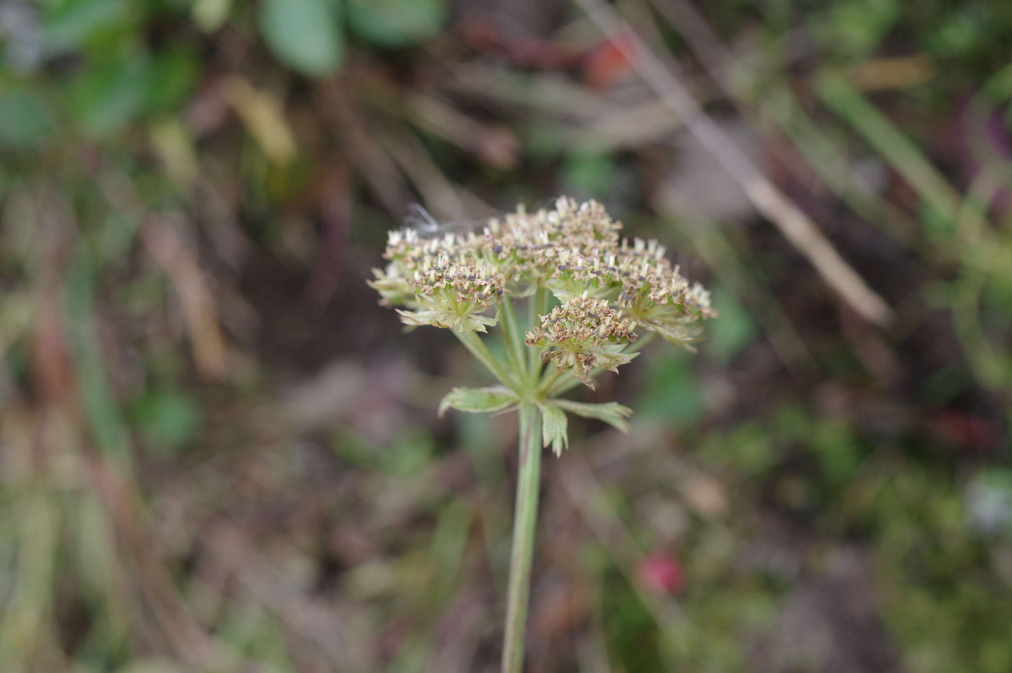 Pachypleurum simplex (L.) Rchb.的圖片