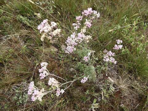 Gyptis artemisifolia (Griseb.) R. King & H. Rob.的圖片