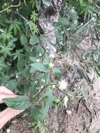 Image of Gomphrena elegans C. Mart.