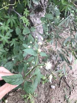 Image of Gomphrena elegans C. Mart.